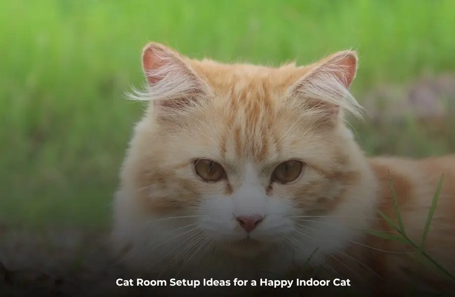 Cat room setup ideas featuring climbing shelves, cozy resting areas, and enrichment spaces for indoor cats