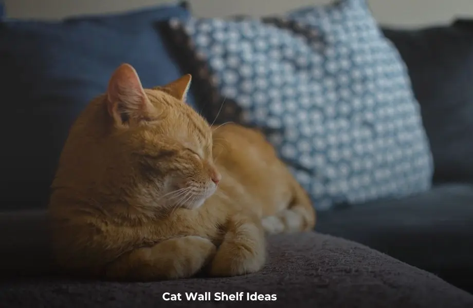 Cat wall shelf ideas for indoor cats with modern climbing shelves and wall-mounted furniture