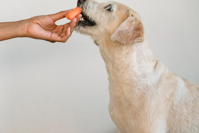Human foods dogs can eat UK, shown by a hand offering a dog a carrot